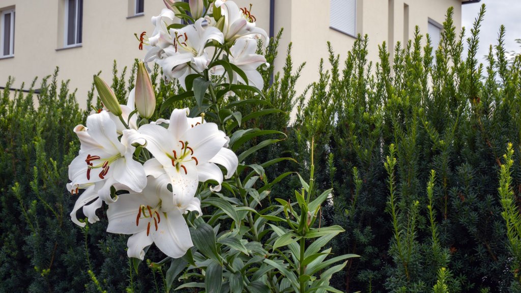 Cibulnaté a hlíznaté květiny: tulipány, narcisy, hyacinty a lilie 8 pěstování lilií