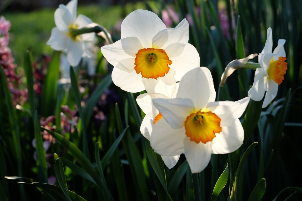 Cibulnaté a hlíznaté květiny: tulipány, narcisy, hyacinty a lilie 5 pěstování narcisů