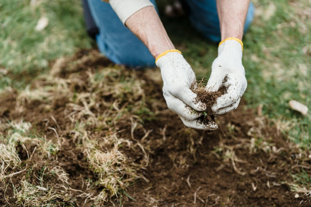 Obnova trávníku: kompletní návod krok za krokem 3 zaplevelený trávník