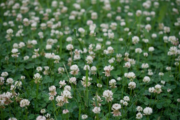 Ďatelina plazivá (Trifolium repens) s bielymi guľovitými hlávkami a trojpočetnými listami v trávniku