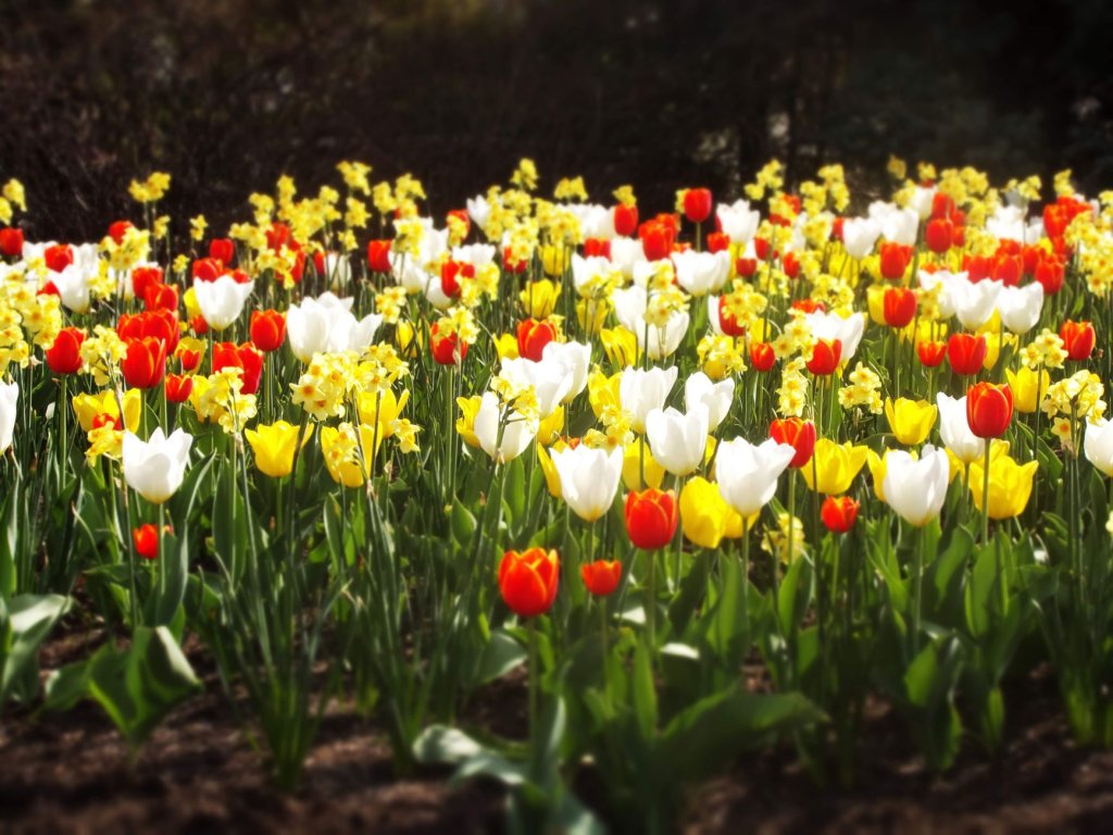 Cibulnaté a hlíznaté květiny: tulipány, narcisy, hyacinty a lilie 2 odrůdy tulipánů