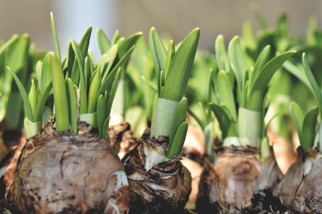 Cibulnaté a hlíznaté květiny: tulipány, narcisy, hyacinty a lilie 3 sázení cibulí na podzim