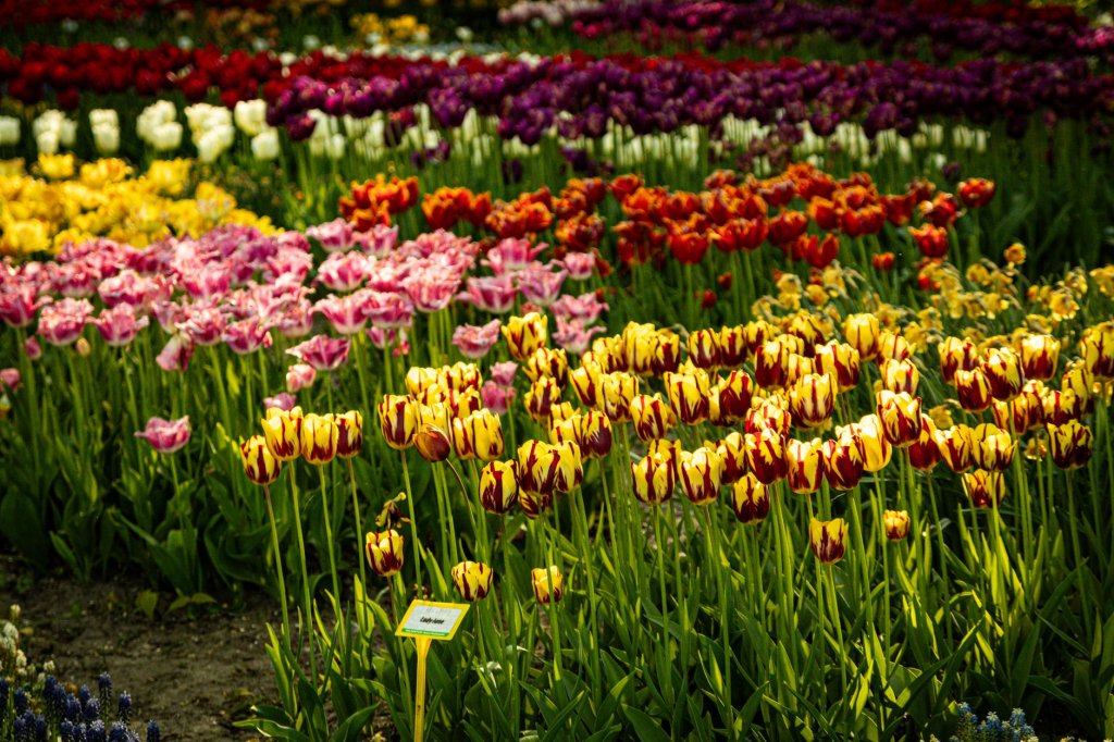 pěstování tulipánů