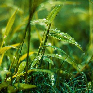 biologie a morfologie trav stavba rust a vlastnosti travniku