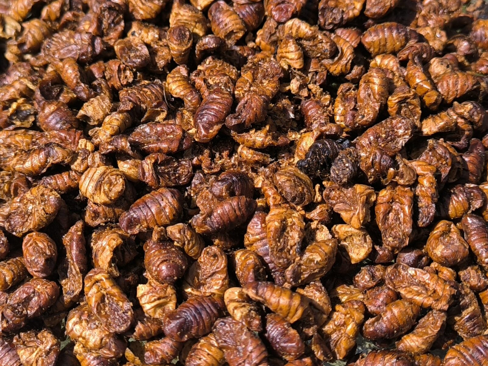 Bourec morušový, sušené kukly