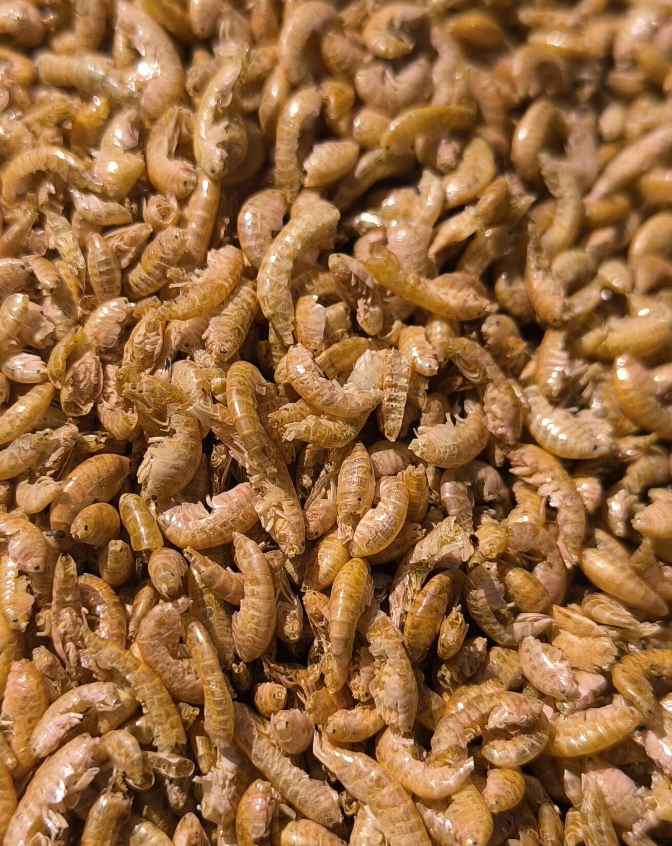 Gammarus – sušení blešivci