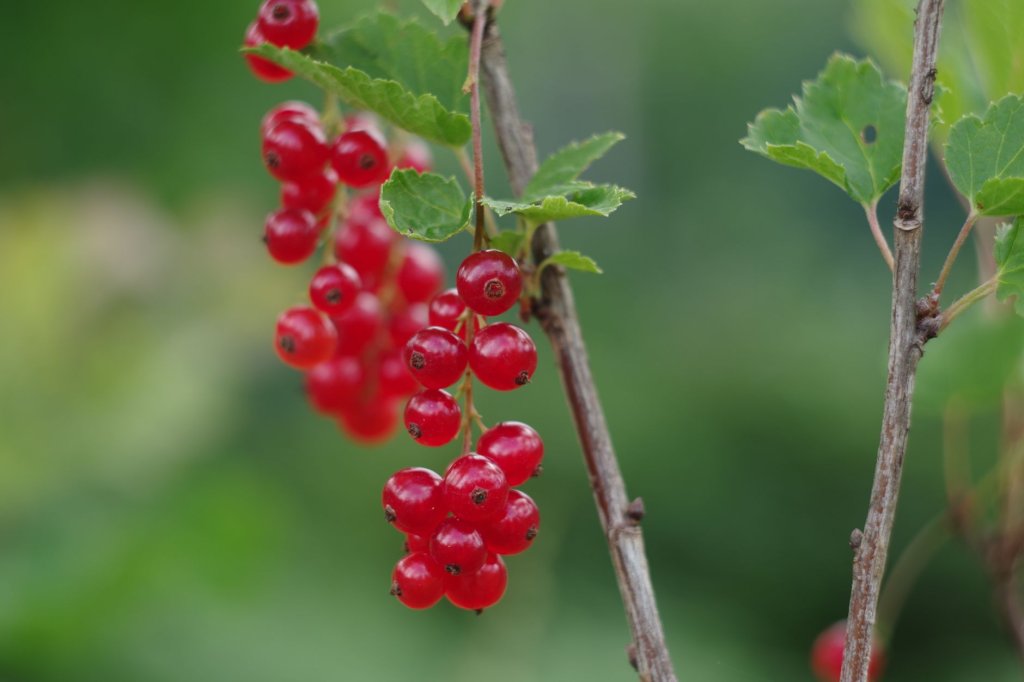 Drobné ovoce: kompletní průvodce pěstováním na zahrádce 3 rybíz – drobné ovoce