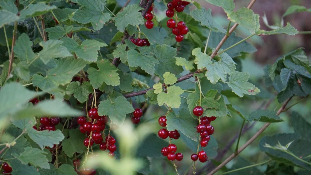 Drobné ovoce: kompletní průvodce pěstováním na zahrádce 2 rybíz – drobné ovoce