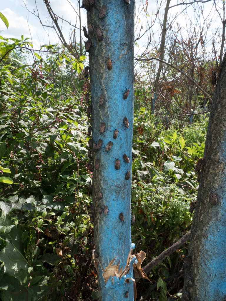 Poškození stromů bez škůdců: sucho, mráz, sůl, živiny a chyby při výsadbě 18 Poškození herbicidy, nebo jinými pesticidy