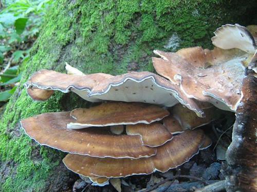 Trsnatec lupenitý (Grifola frondosa): houba ničící listnaté stromy 2 Trsnatec (vějířovec) obrovský