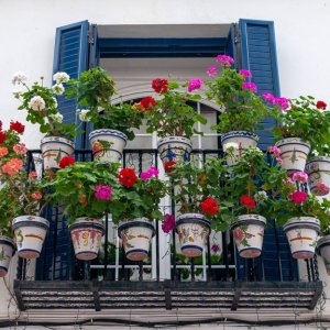 balkonove kvetiny