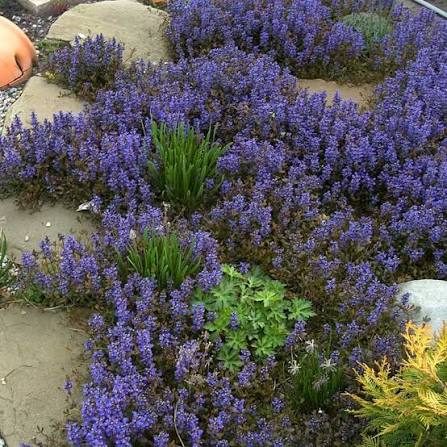 Trvalky do stínu a polostínu: stínomilné rostliny 3 Zběhovec plazivý (Ajuga reptans) – trvalka do polostínu