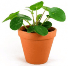 pokojová rostlina Pilea peperomioides (palačinková rostlina)
