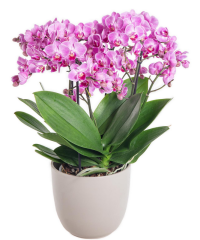pokojová rostlina Orchidej můrovec​