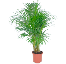 pokojová rostlina Areka palma zlatoplodá