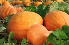fertilizing Pumpkins