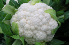 fertilizing cauliflower