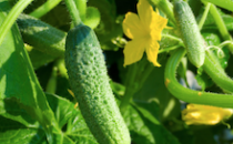 fertilizing cucumbers