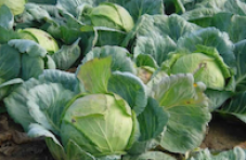 fertilizing head cabbage fertilizing head cabbage