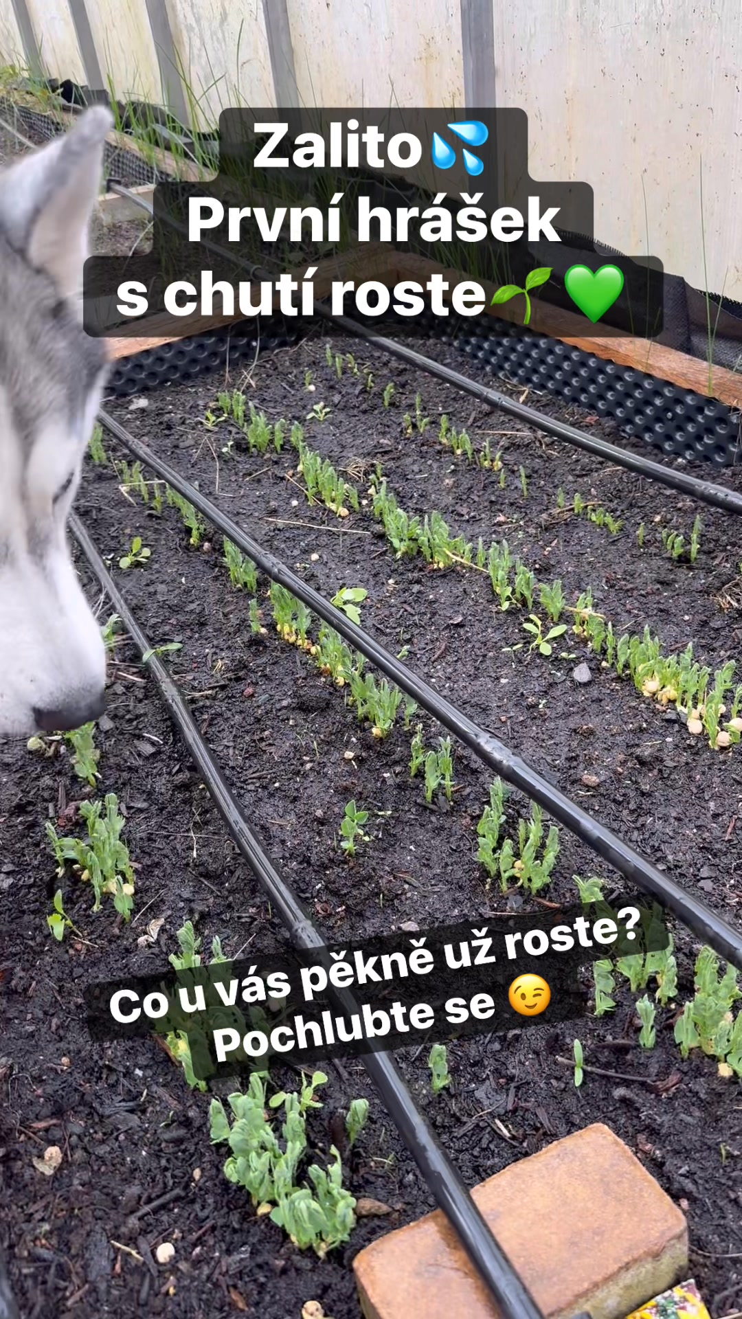 Facebook příspěvek HNOJIK.CZ