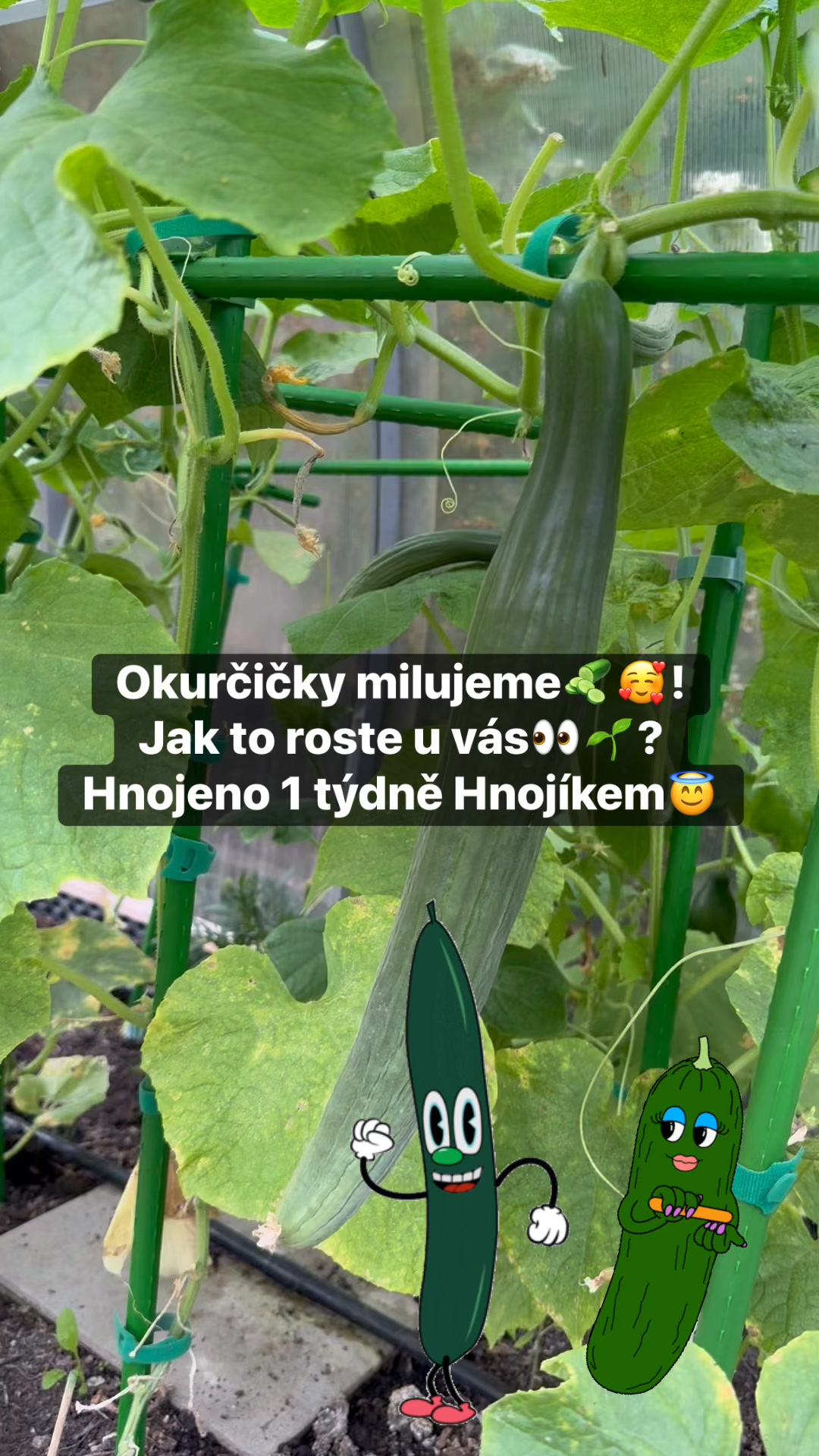 Facebook příspěvek HNOJIK.CZ
