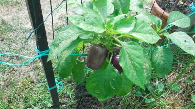 Rostlina: Paprika
Odrůda: Měňavka
Kde pěstuji: foliovník
Jak hnojím: Hnojení co 3 týdny polévková lžíce do 1 litru vo