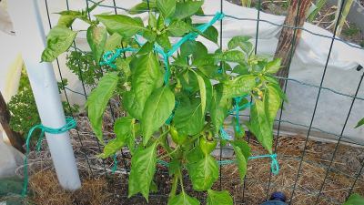 Rostlina: Paprika
Odrůda: Měňavka
Kde pěstuji: venkovní záhon pod tunelem
Jak hnojím: Hnojení co 3 týdny polévková lž