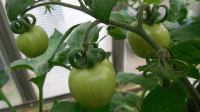 Rostlina: Rajčata
Odrůda: Domácí kříženec - Start S1 + soudkové
Kde pěstuji: skleník
Jak hnojím: Hnojení co 3 týdny p