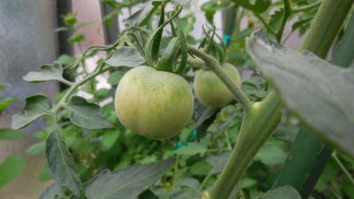 Rostlina: Rajčata
Odrůda: Wapsipinicom Peach
Kde pěstuji: skleník
Jak hnojím: Hnojení co 3 týdny polévková lžíce hnoj