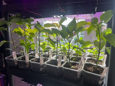 Rostlina: Paprika
Odrůda: různé druhy
Kde pěstuji: skleník
Jak hnojím: Hnojím Hnojíkem cca 1x za 3 týdny. Až budou na