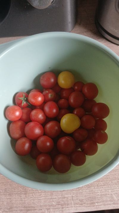 Rostlina: Cherry rajčátka
Odrůda: Mix
Kde pěstuji: Venku, foliovník
Jak hnojím: Semínka z Hnojík.CZ 
Dvakrát pohnojeno Hnojíkem 
Taková úroda každý den 🤩