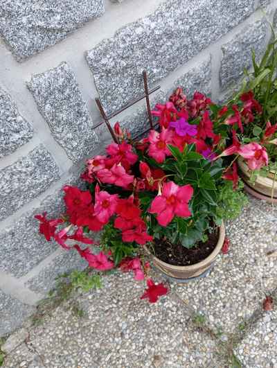 Impatiens