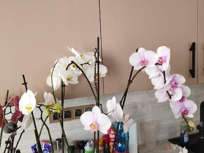 orchidej
