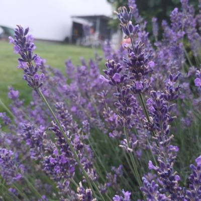 Levandule