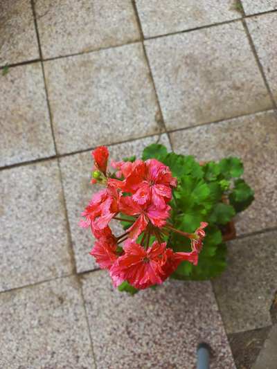 Pelargonie