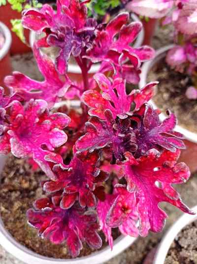 červená křídlatka