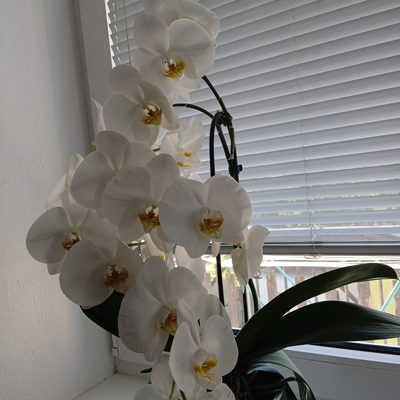 orchidej