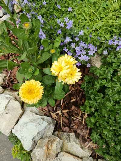 měsíček lékařský