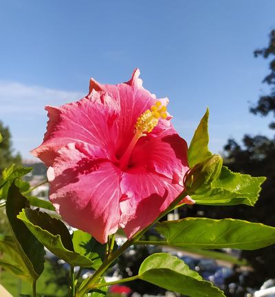 hibiscus