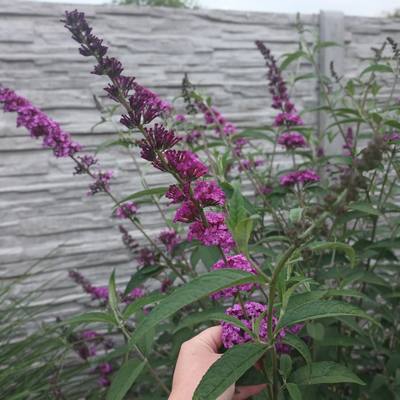buddleja