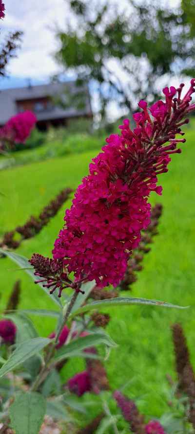 buddleja