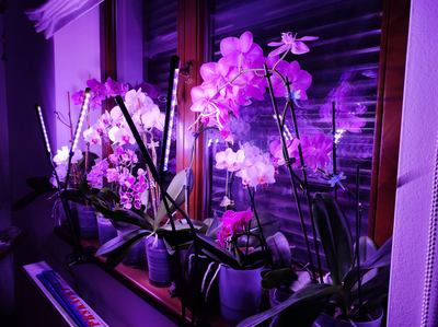 orchidej