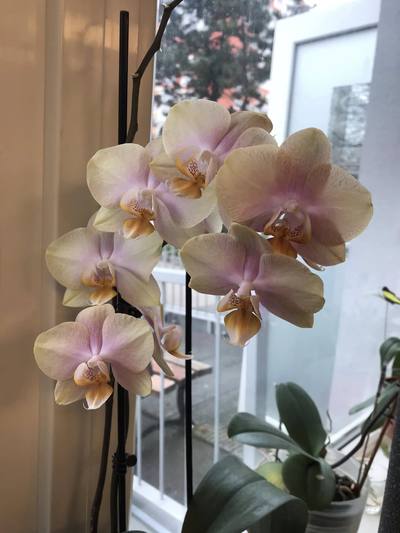 orchidej