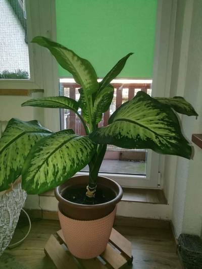 Dieffenbachia