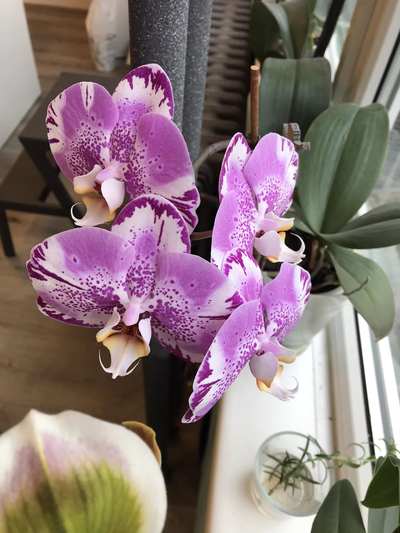 orchidej