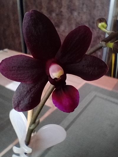 orchidej