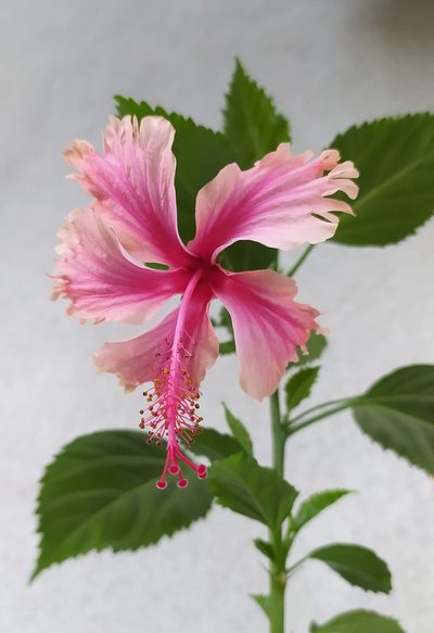 hibiscus
