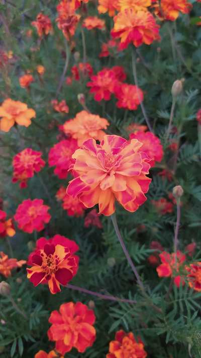 měsíček lékařský