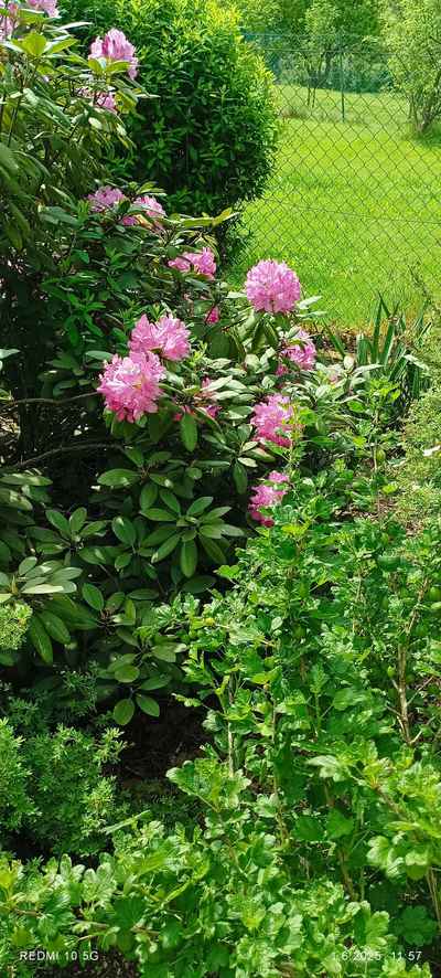 Rhododendron