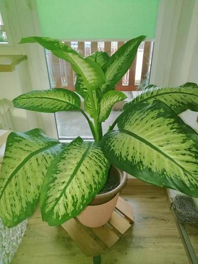 Dieffenbachia
